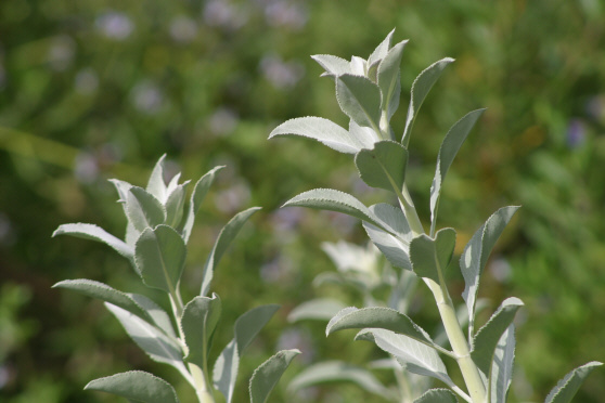 Click photo for the garden gallery White Sage (Salvia apiana)