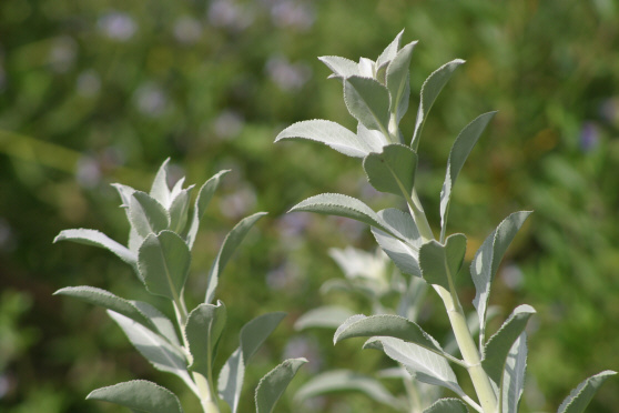 White Sage (Salvia apiana)