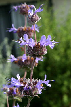 Click photo for the garden gallery Cleveland Sage (Salvia clevelandii)