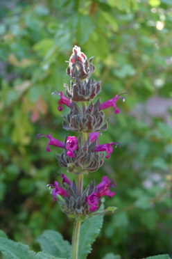 Click photo for the garden gallery Hummingbird Sage (Salvia spathacea)
