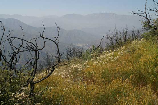 San Gabriel Canyon from Glendora Ridge