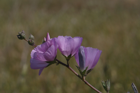 Checkerbloom (Sidalcea malvaeflora)