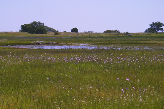 Checkerbloom (Sidalcea malvaeflora)