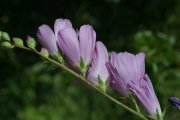 Checkerbloom (Sidalcea malvaeflora)