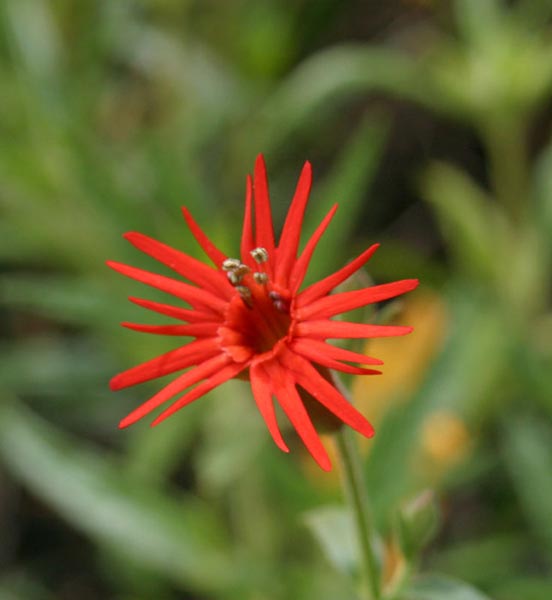 Indian Pink (Silene laciniata)