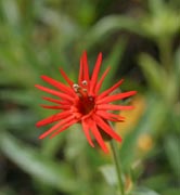 Indian Pink (Silene laciniata)