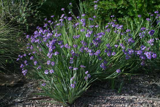 Blue-eyed Grass (Sisyrinchium bellum)