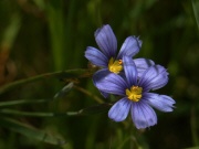 Blue-eyed Grass (Sisyrinchium bellum)