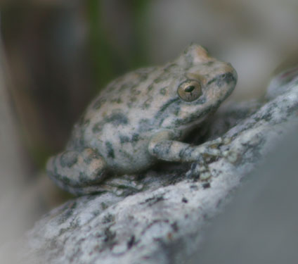 California Tree Frog (Hyla cadaverina)