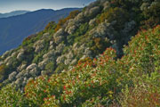 Chaparral along the Van Tassel Trail