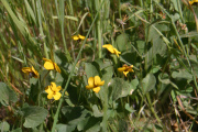 Johnny Jump-up (Viola pedunculata)