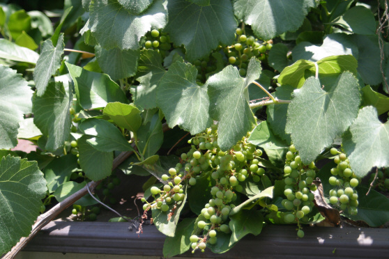 Click photo for the garden gallery California Wild Grape (Vitus californica)