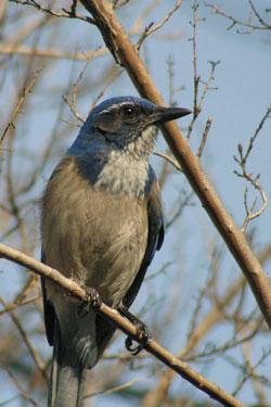 Western Scrub Jay (Aphelocoma californica)