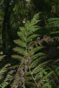 Western Chain Fern (Woodwardia fimbriata)