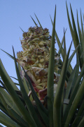 Mojave Yucca (Yucca shidigera)