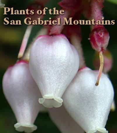 Splash screen of the iPhone app