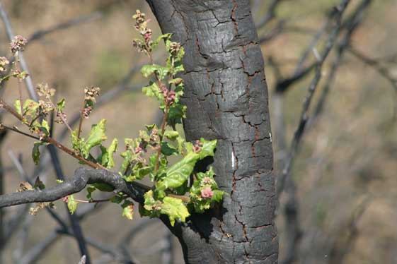 Resprouting Coast Live Oak