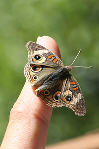 Common Buckeye butterfly