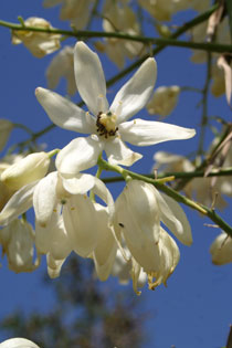 Yucca flowers