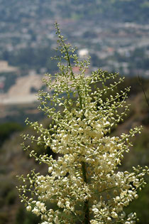 Yucca inflorescence