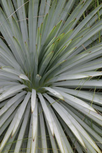 Yucca leaves
