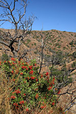 Toyon