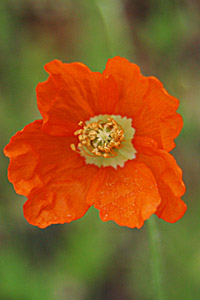 Fire Poppy flower
