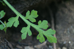 Fire Poppy leaf