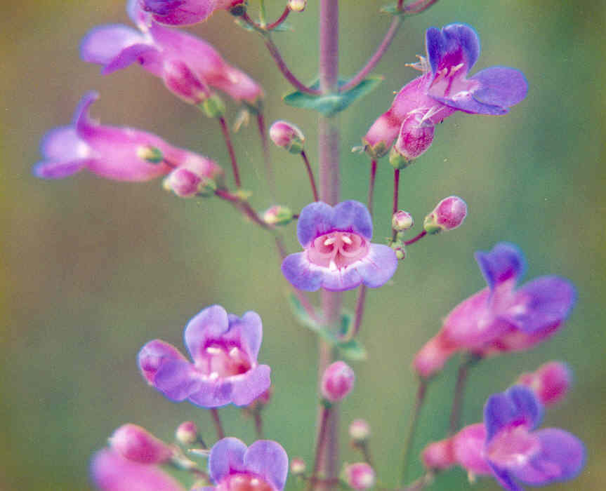 Showy penstemon