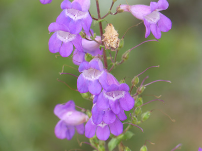 Penstemon spectabilis