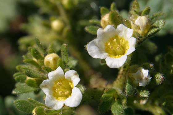 Yellow-throated Phacelia