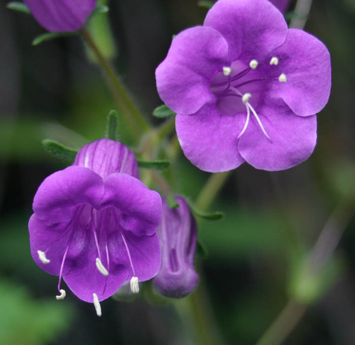 Wild Canterbury Bells