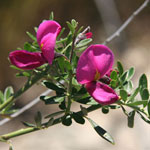 Chaparral Pea