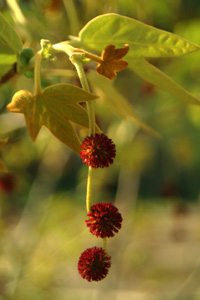 Western Sycamore catkins