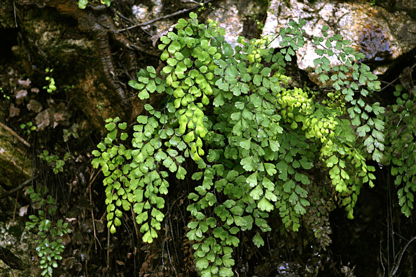 Southern Maidenhair Fern