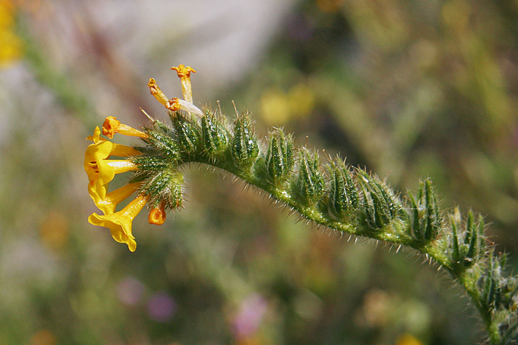 Fiddleneck