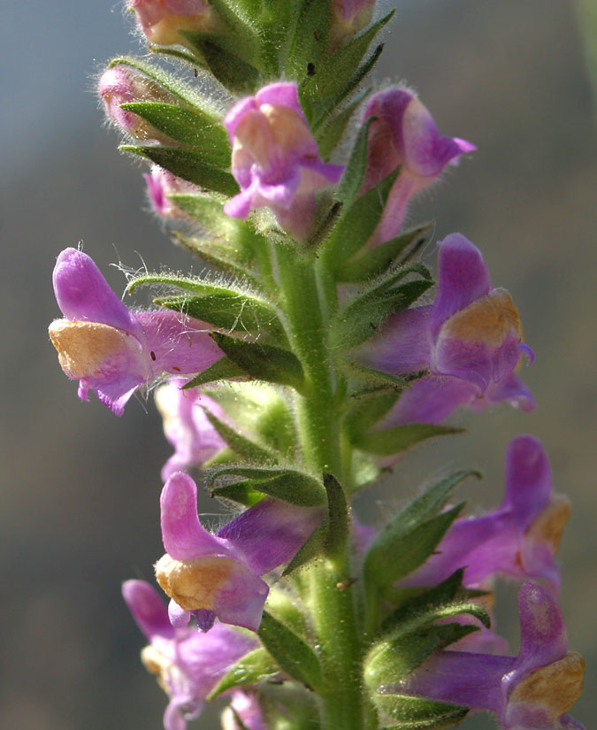 Chaparral Snapdragon