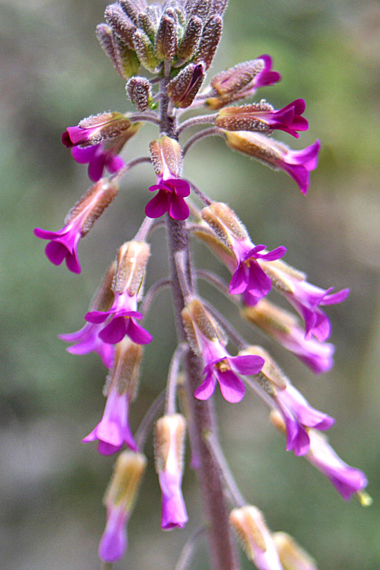 Elegant Rockcress