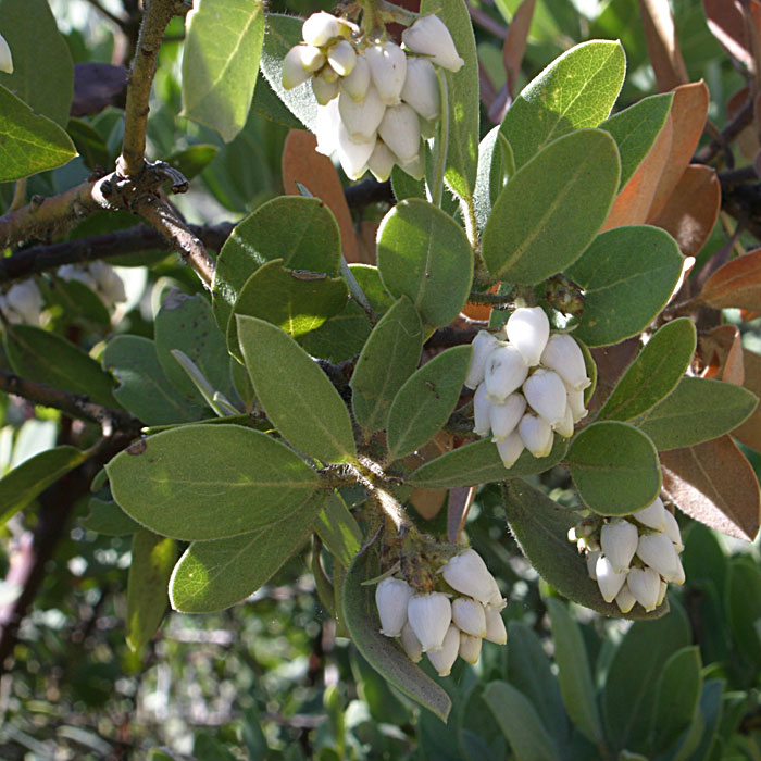 Transverse Range Manzanita