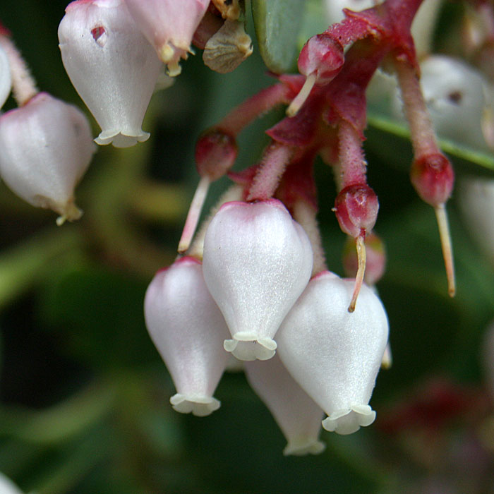 Bigberry Manzanita