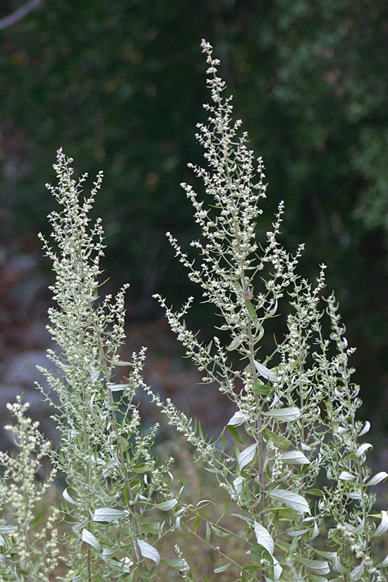 Mugwort