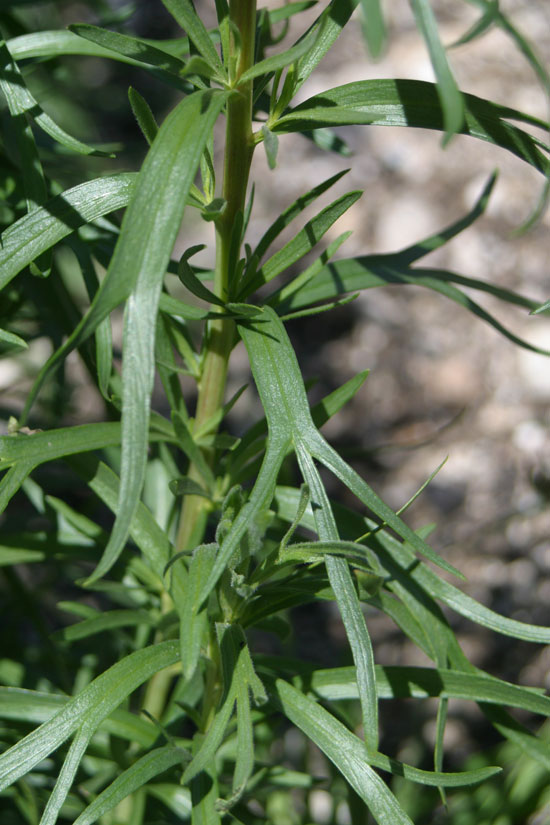 Wild Tarragon