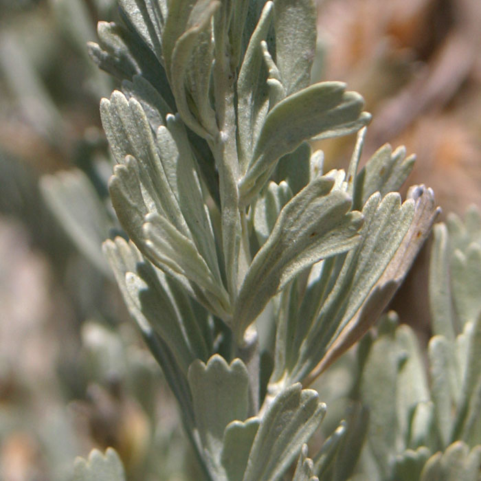 Great Basin Sagebrush