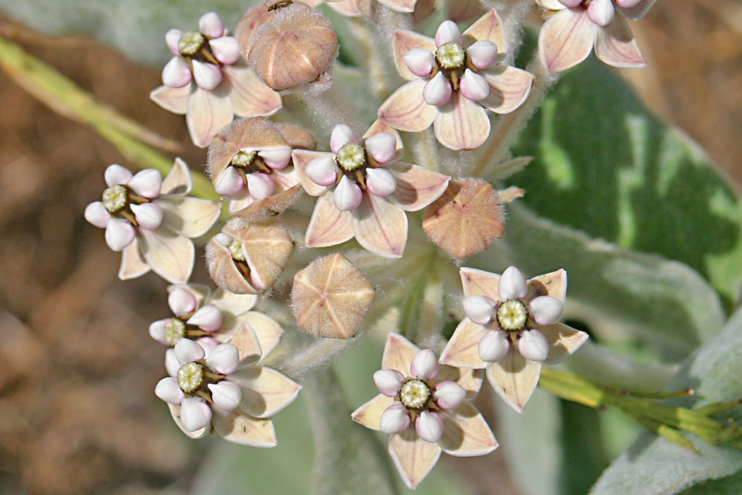 Indian Milkweed