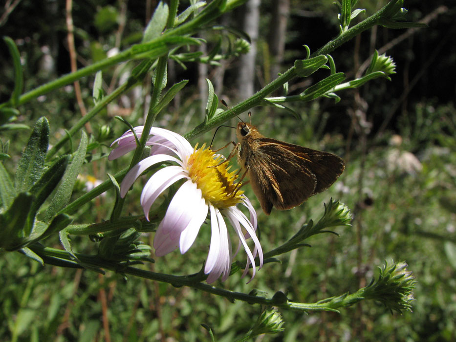 Greata's Aster