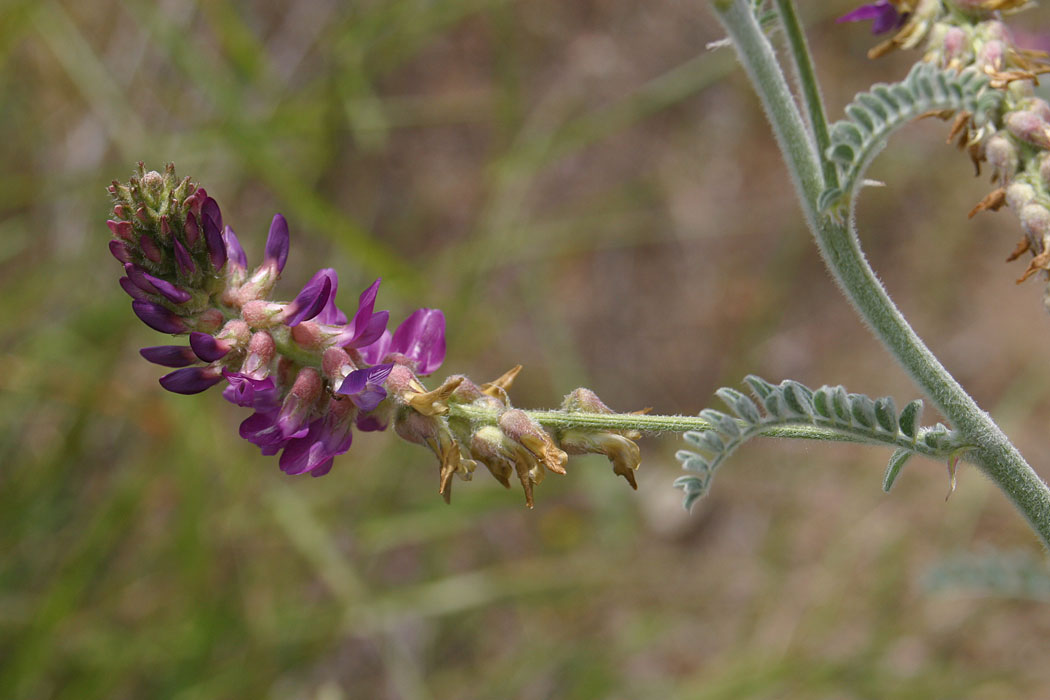 Braunton's Milkvetch