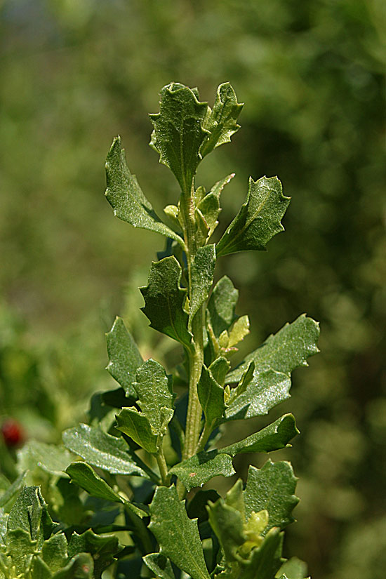 Coyote Brush