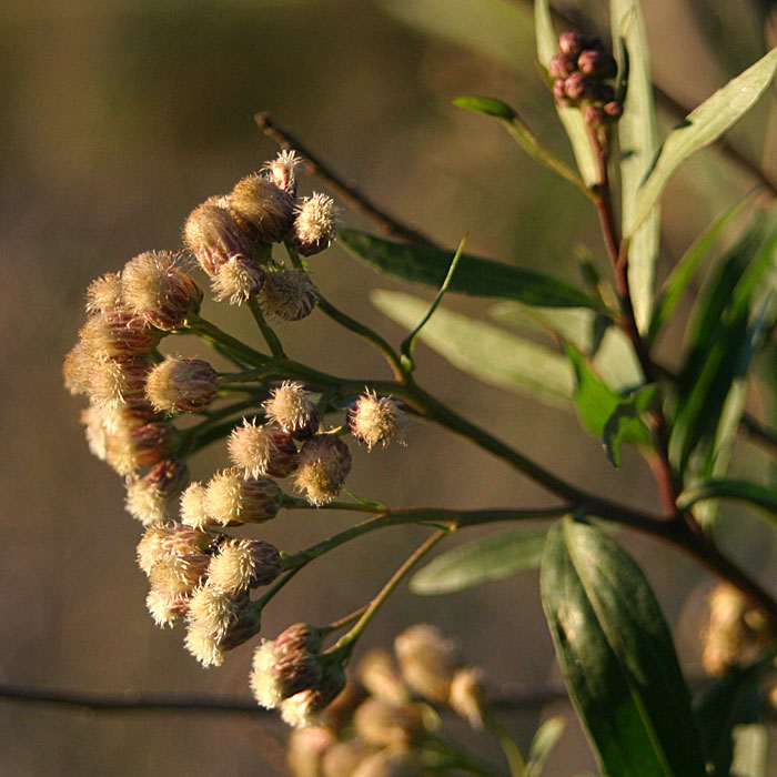 Mule Fat (Baccharis salicifolia) - Nature at Hand Plant of the Month