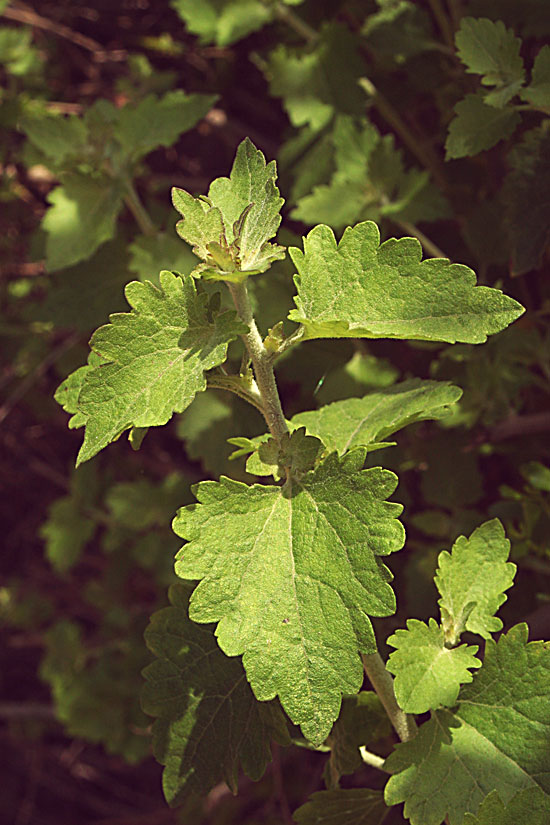 California Brickellbush