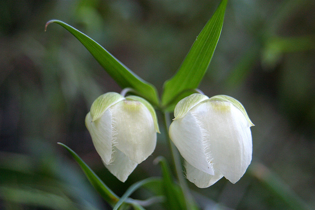 White Fairy Lantern